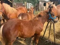 Caballo, Hungarian horse breed — foto 3
