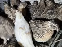 Quails — foto 5