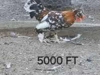 Chickens — 照片 3
