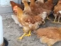 Chickens — फ़ोटो 2