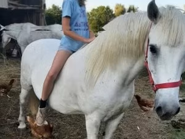 母马, Hungarian horse breed