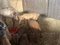 Cabras (lote, sexo no especificado), Cabras — foto 5
