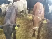 Bika, Simmental cattle — 1. fotó