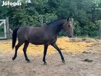 حصان, Lipizzaner — الصورة 1