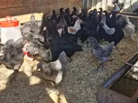 Australorp — Foto 2