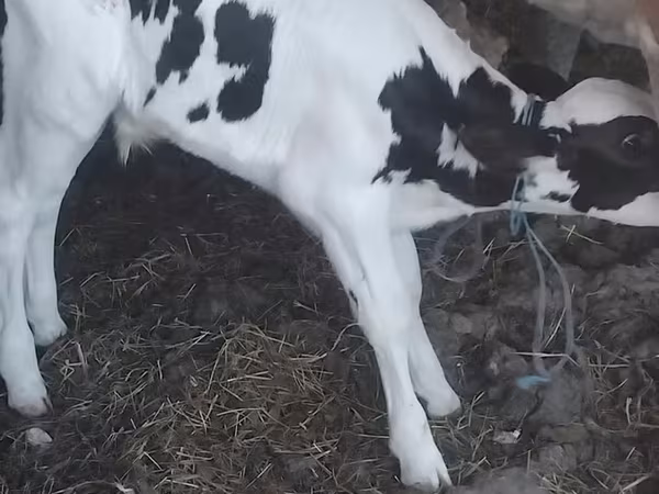 Bika, Holstein fajta