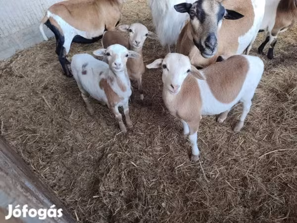 Ovejas (lote, sexo no especificado), Cameroon sheep