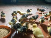 Ducks — zdjęcie 2