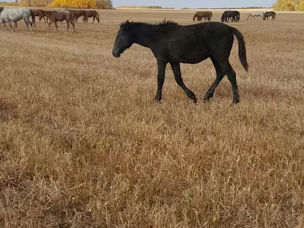 Hing, Kazakh horse