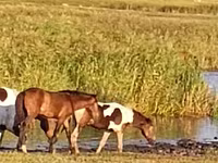 Yegua, Caballos — foto 1