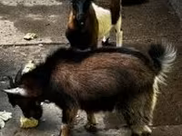 公山羊, Goats — 照片 1