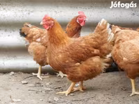 Chickens — photo 7