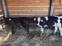 公牛, Limousin cow — 照片 1