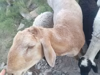 Carneiro, Arashan sheep — foto 1