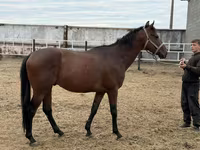 Hing, Thoroughbred horse — 3. fotó