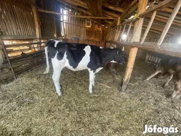 Tehén, Holstein fajta — Magyarország