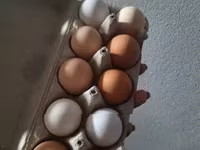 Chickens — foto 2