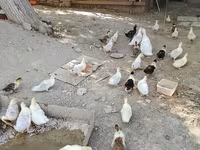 pato criollo doméstico — foto 5