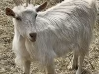 母山羊, Goats — 照片 7
