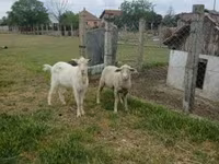 Kos, Merino sheep — 2. fotó