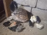Chickens — zdjęcie 1