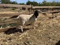 公羊, Dorper sheep — 照片 1