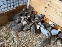 Guinea fowl — zdjęcie 3