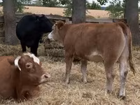 بقرة, Simmental cattle — الصورة 3