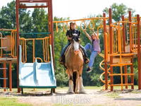 घोड़ा, Gypsy horse — फ़ोटो 3