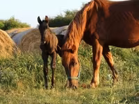 Horse (M), Hungarian horse breed — photo 4