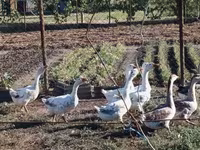 Geese — 4-сурет