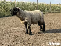 मेढ़ा, White Suffolk sheep — फ़ोटो 3