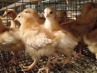 Chickens — foto 8