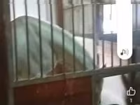 Caballo, Caballos — foto 1