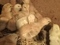 Chickens — foto 1