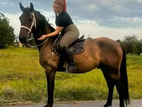 Caballo, Caballos — foto 2