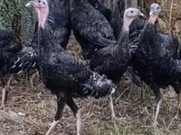 Turkeys — photo 1