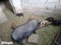 Cerdos (lote, sexo no especificado), Вьетнамская вислобрюхая — foto 1
