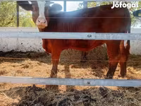 Toro, Vaca Limousin — foto 5