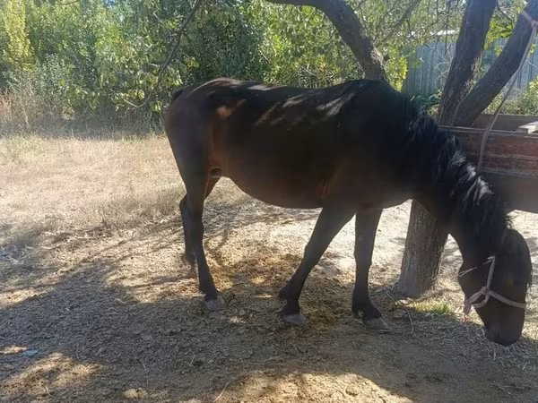 Kanca, Kyrgyz Horse