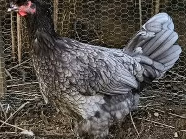 Chickens