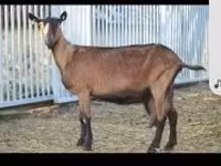母山羊, Alpine goat — 照片 1