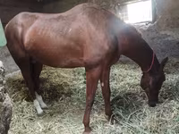 Hing, Akhal-Teke — 5. fotó