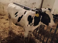 Býk, Russian Black pied cattle — foto 1