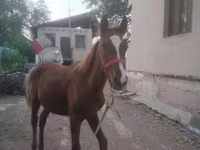 Koń, Russian Don — zdjęcie 3