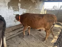 Cow, Latvian Blue cattle — photo 2