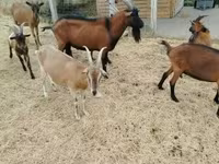 Keçi, Alpine goat — foto 5