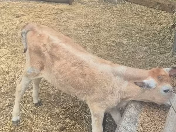 Bull, Hungarian Grey breed — Hungary