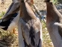 Indický Runner — foto 2