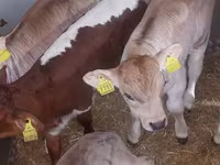 公牛, Simmental cattle — 照片 5